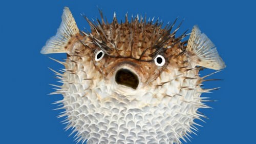 Deadliest Creatures On Earth Pufferfish