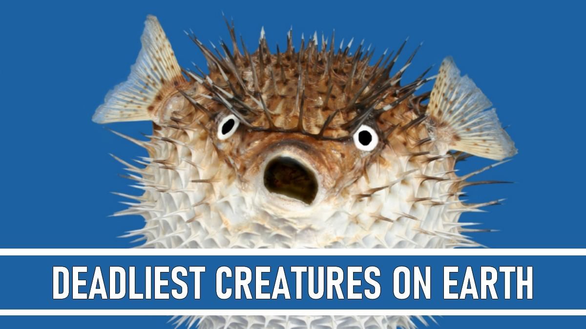 Top 10 Deadliest Creatures on Earth
