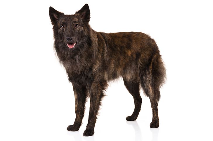 Dutch Shepherd