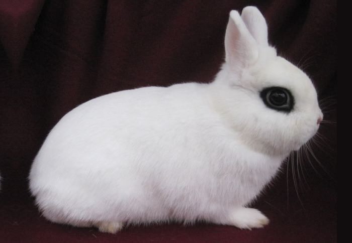 Dwarf Hotot Smallest Rabbit Breeds