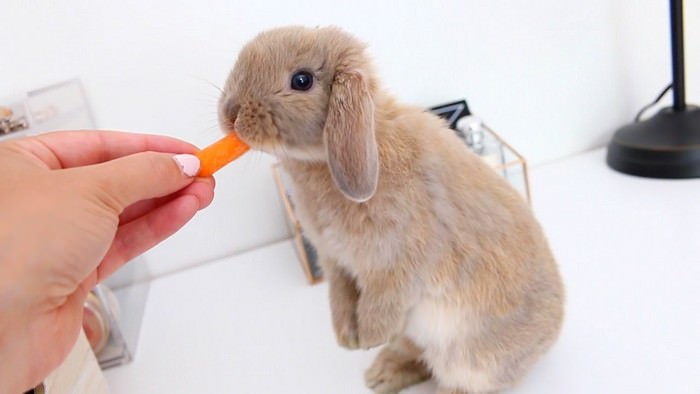 Holland Lop Rabbit
