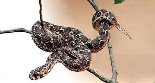 Indian Saw-Scaled Viper