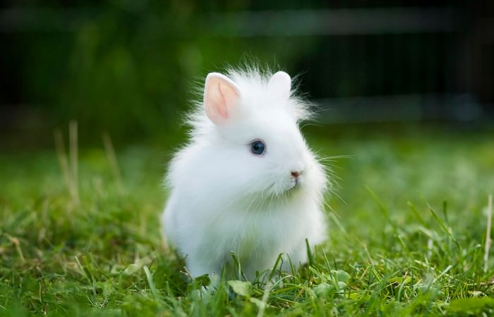 Lionhead Rabbit