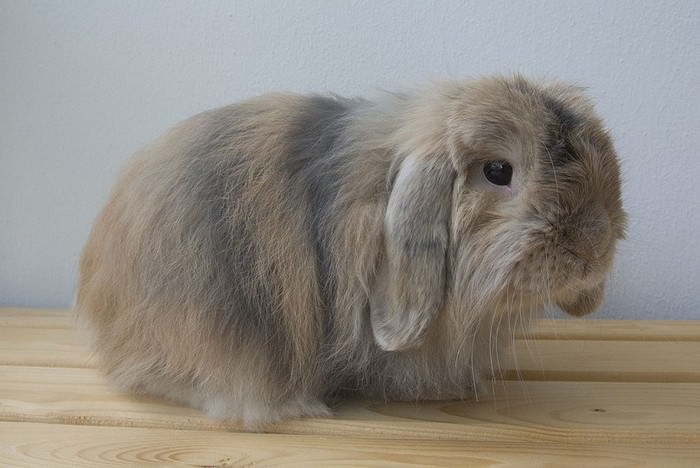 Miniature Cashmere Lop