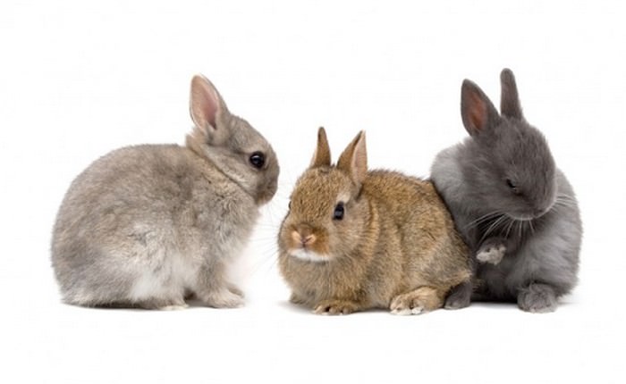 Netherland Dwarf Smallest Rabbit Breeds