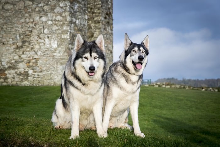 Northern Inuit Dog breeds that look like german shepherds