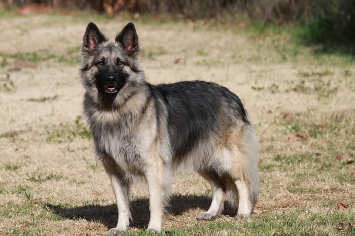 Shiloh Shepherd