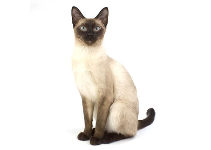 сиамская порода кошек