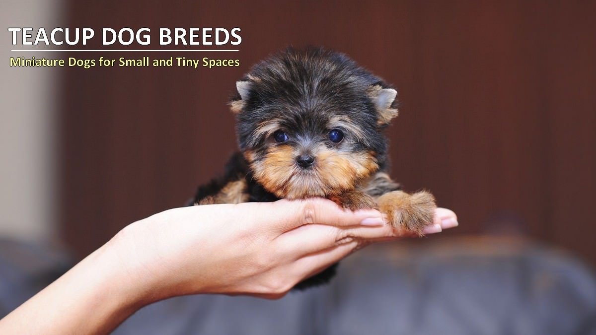 Teacup Dog Breeds - Miniature Dogs for Small and Tiny Spaces
