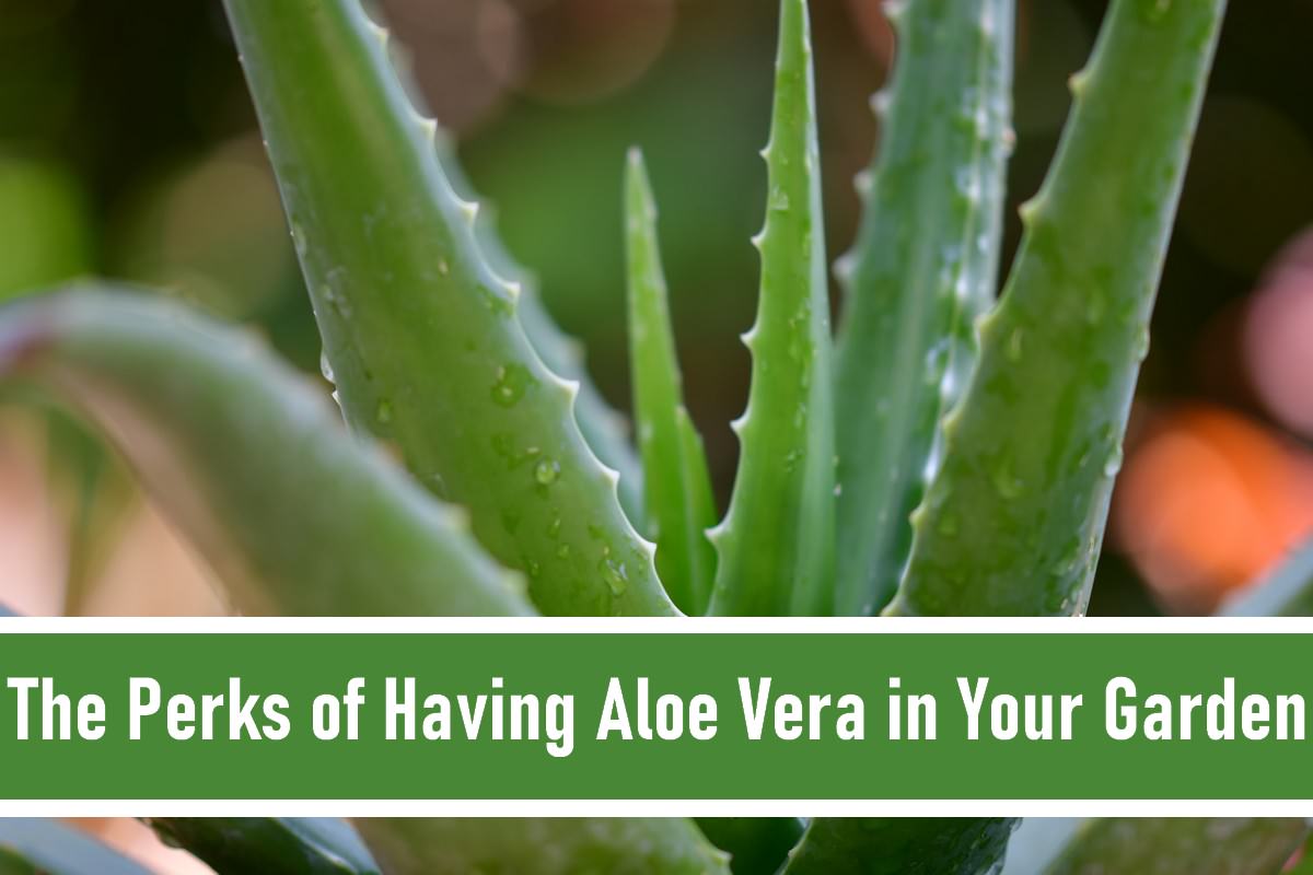 Perks of Having Aloe Vera In Your Garden