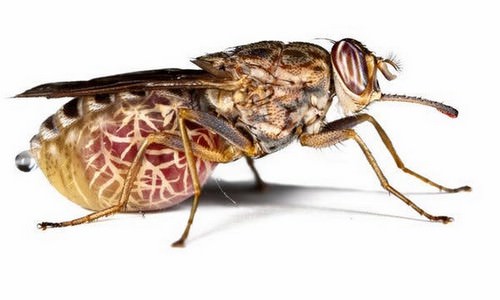 Tsetse Fly Deadliest Creatures