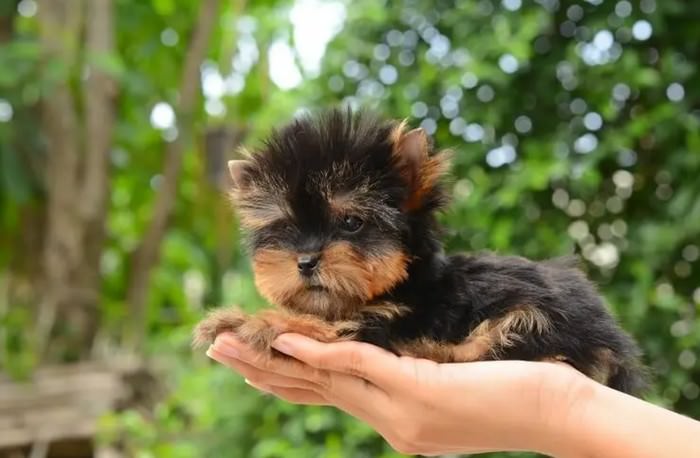 yorkshire terrier teacup