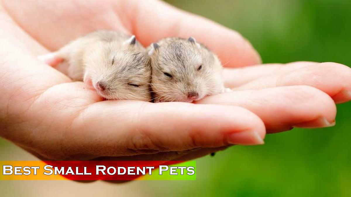 Top 10 Rodents as Pets – Get One For Yourself Today