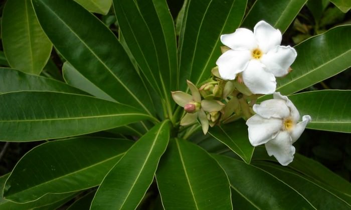Cerbera odollam flowers that will kill you