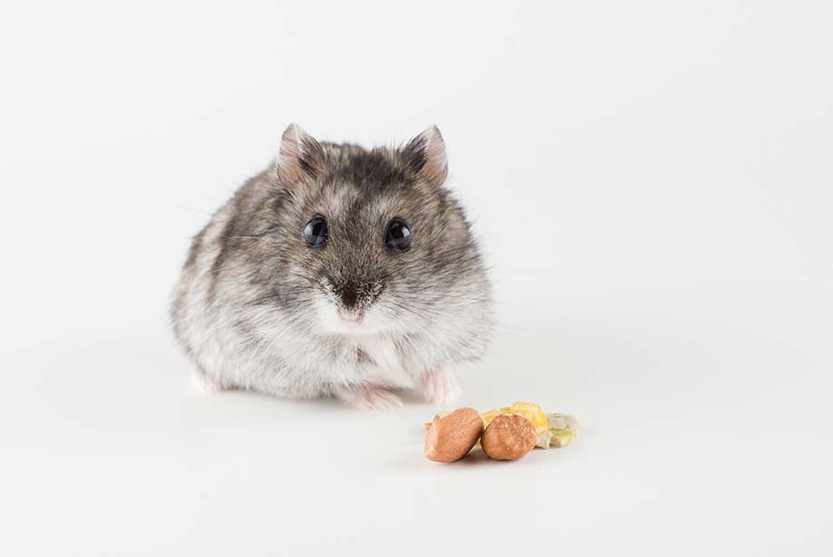 Chinese Hamster