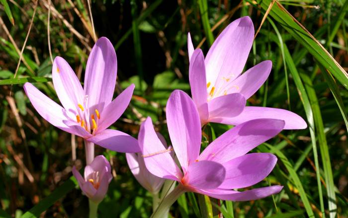 Colchicum autumnale