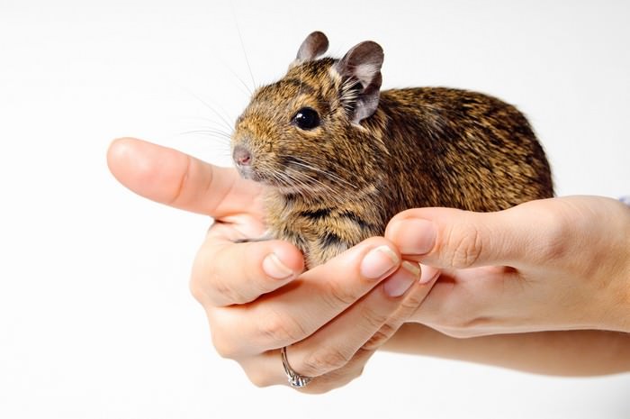 Common Degu