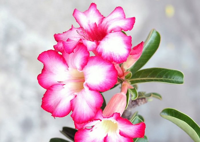 Desert Rose flowers that will kill you