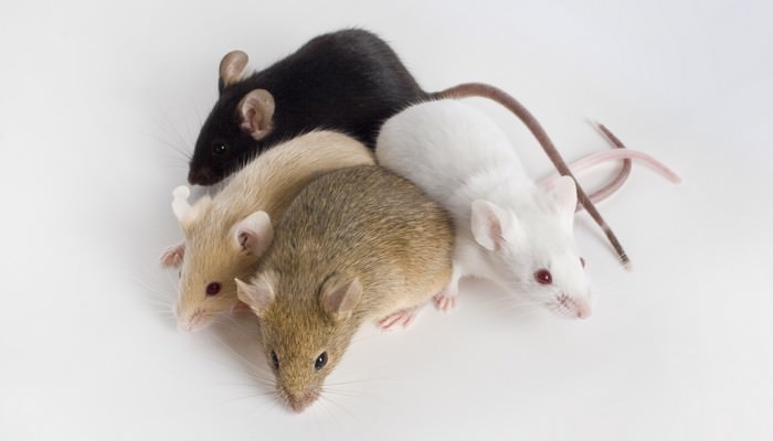 Rodents as Pets Fancy Mouse