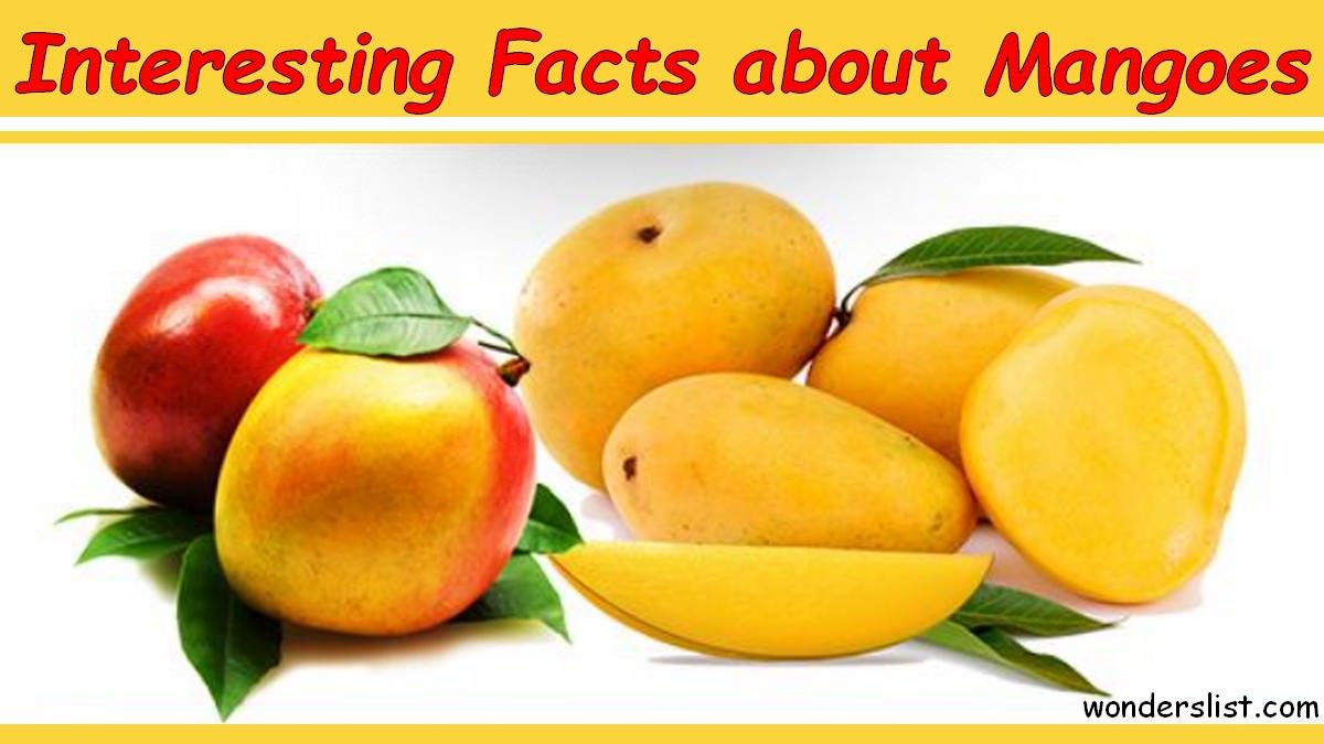 Interesting Facts about Mangoes