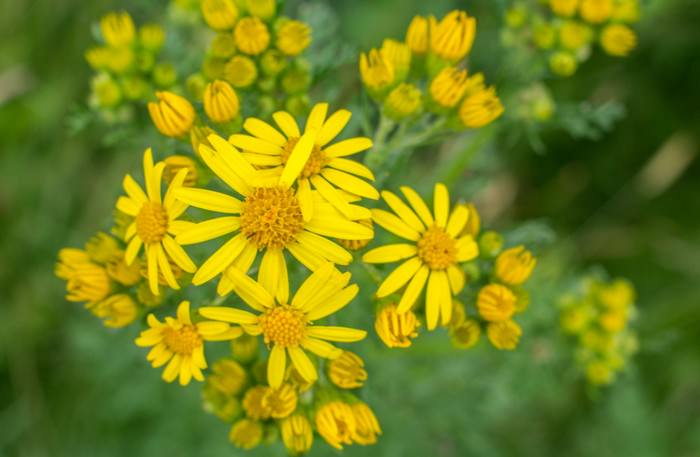 Jacobaea vulgaris beautiful but deadly flowers