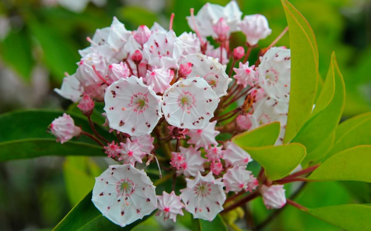 kalmia latifolia wonderslist