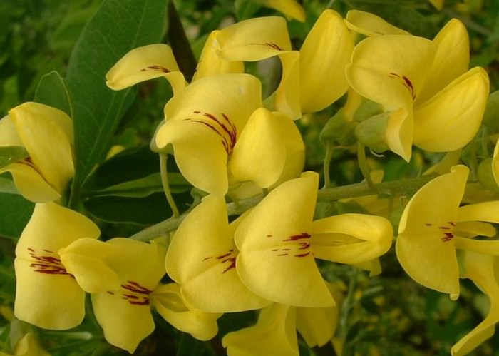 Laburnum flowers that will kill you