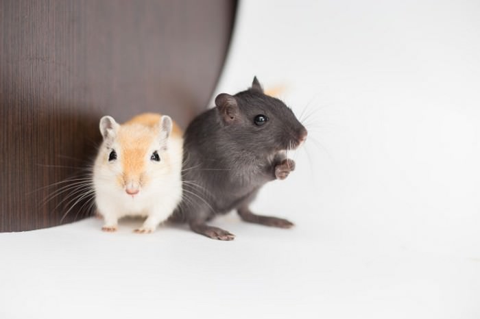 Mongolian Gerbil