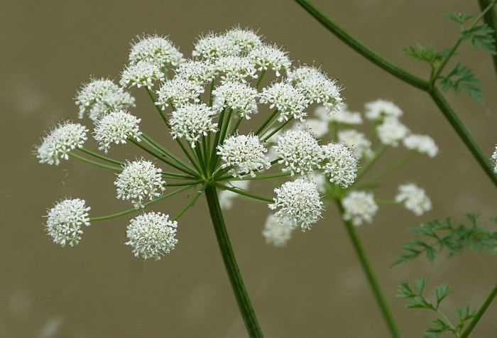 Oenanthe crocata beautiful but deadly flowers