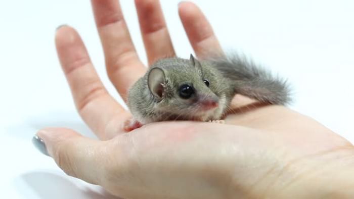 Rodents as Pets African Dormouse