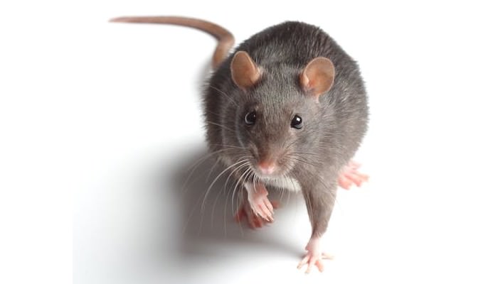 Rodents as Pets Rat