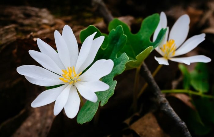 Sanguinaria canadensis flowers that will kill you