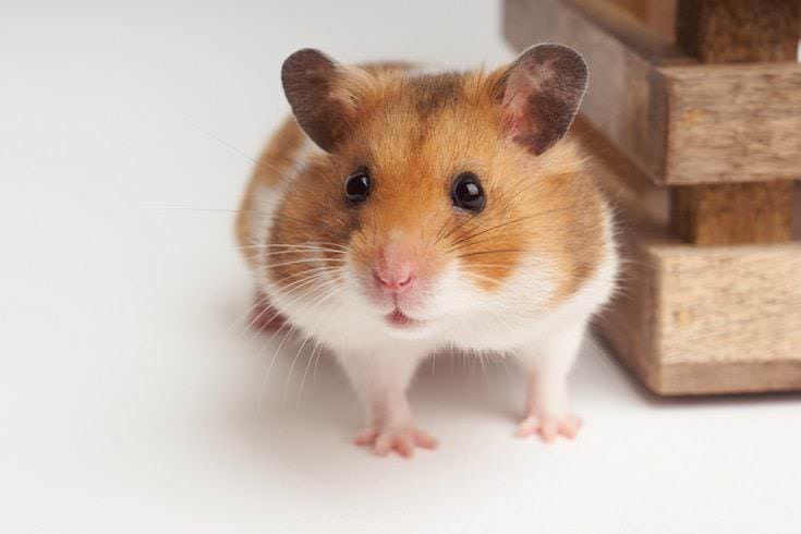 Syrian hamster