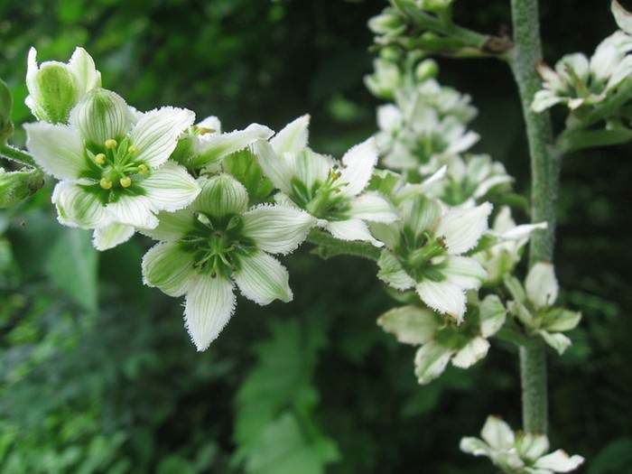 White Hellebore