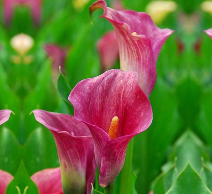 Zantedeschia beautiful but deadly flowers