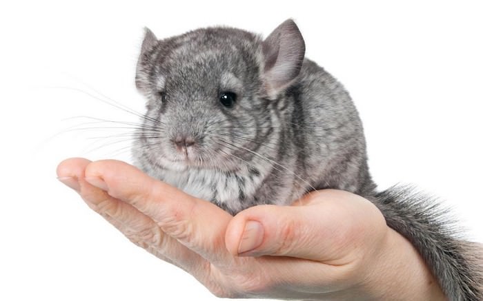 Chinchilla Rodents as Pets