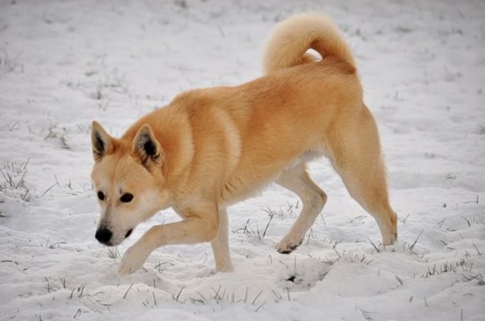 Ханаанские уникальные и редкие породы собак