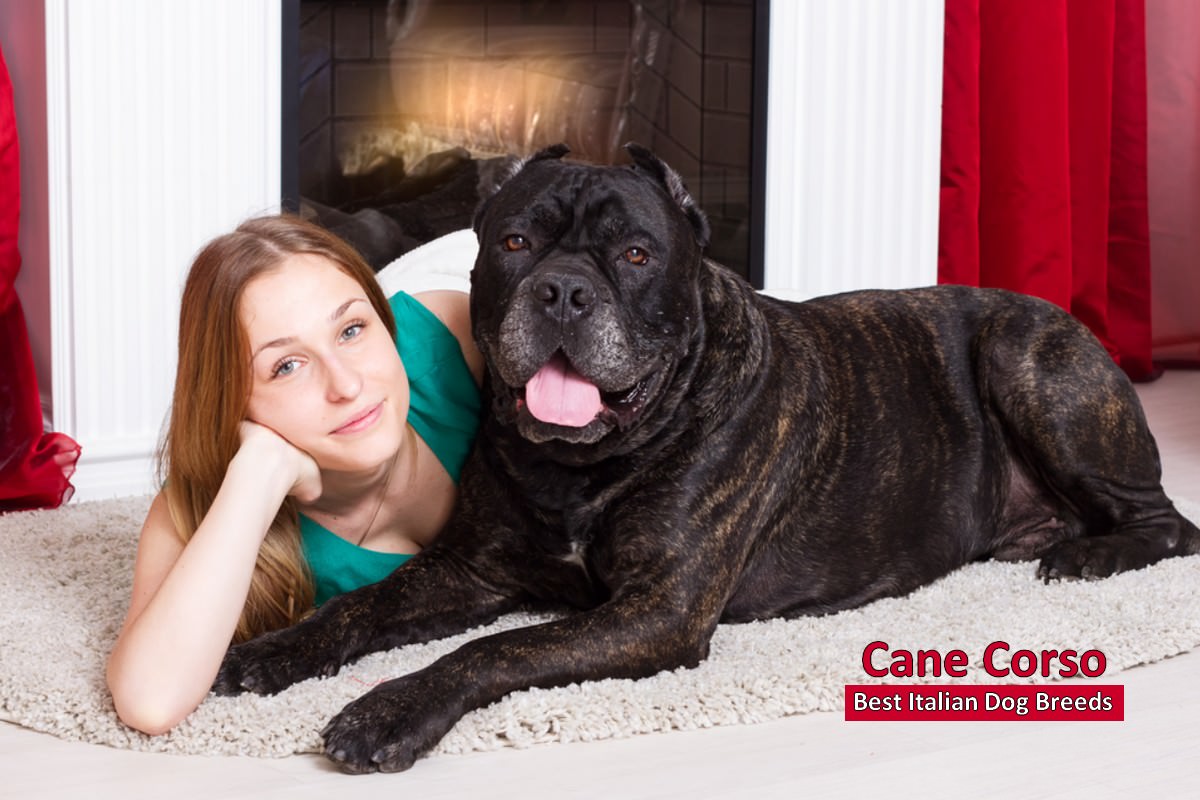 Cane Corso Best Italian Dog Breeds