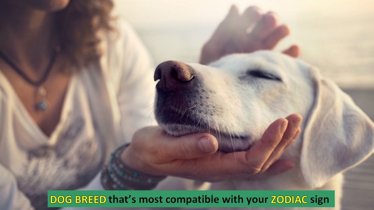 12 Dogs of the Zodiac – Which one is yours?