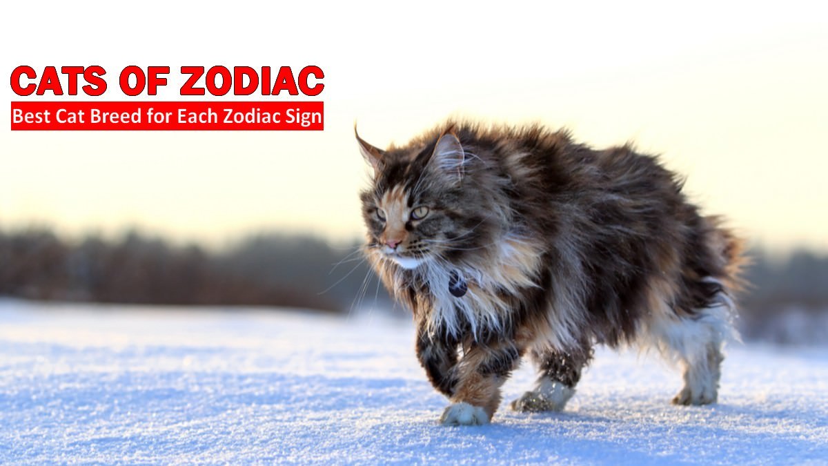 12 Cats of Zodiac – Which one is Yours?