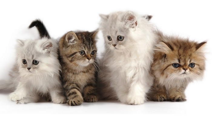 Персидские кошки зодиака