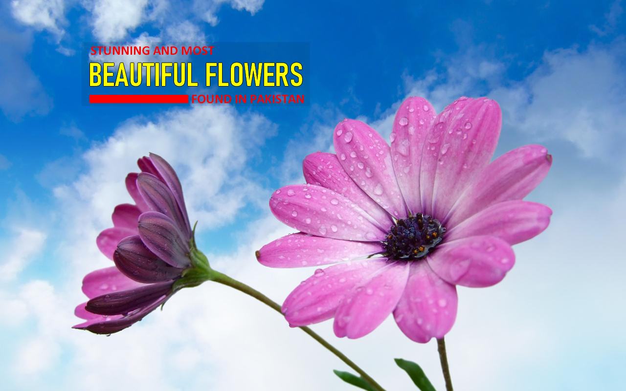 Stunning and Beautiful Flowers Found in Pakistan