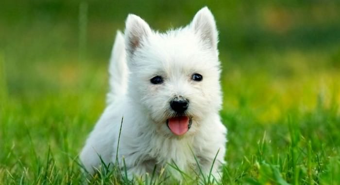 West Highland White Terrier