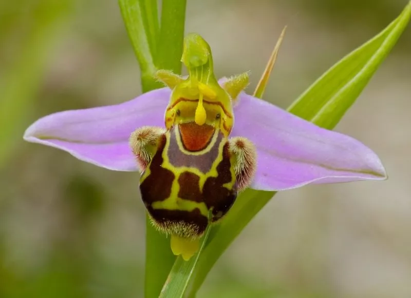 Bee Orchid weirdest plants