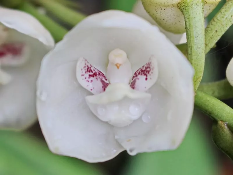 weirdest plants Dove Orchid