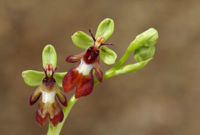 Latająca orchidea