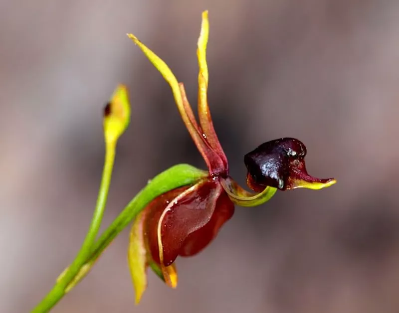 The 10 weirdest plants that most likely freak you out 15 Flying Duck Orchid