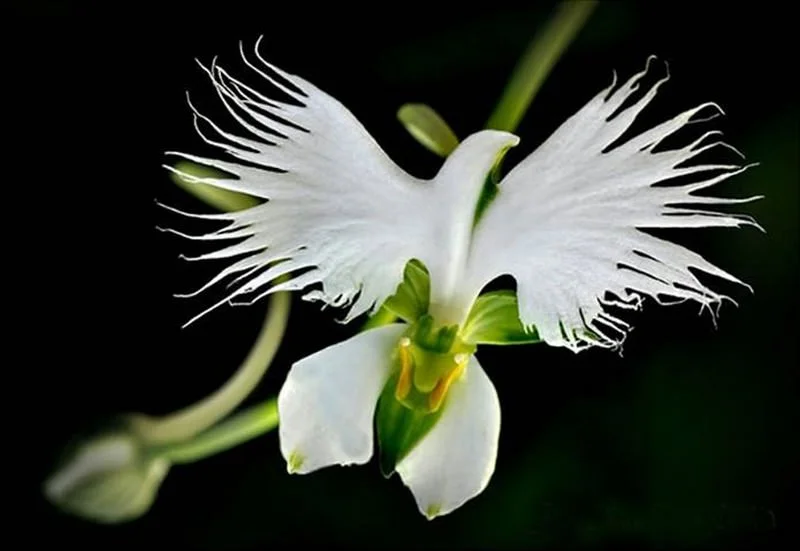 The 10 weirdest plants that most likely freak you out 23 Habenaria Radiata
