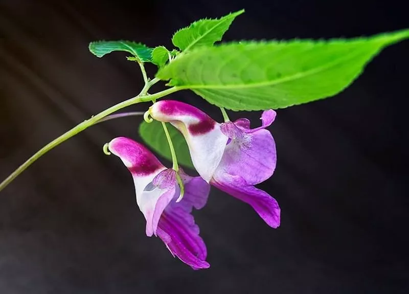 Impatiens Psittacina