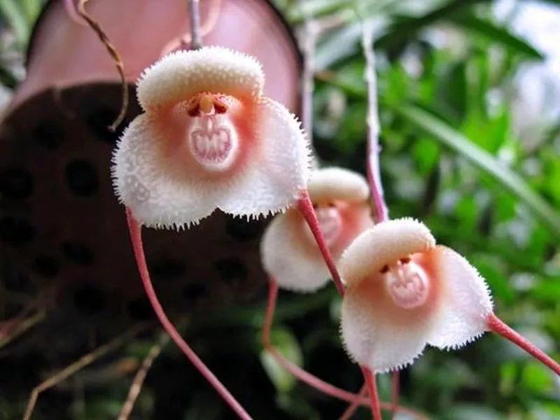 Форма цветка обезьяны